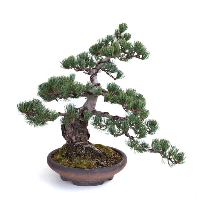 Achat Bonsai Pinus Pentaphylla, Pin blanc du Japon 40 cm PP260303MB