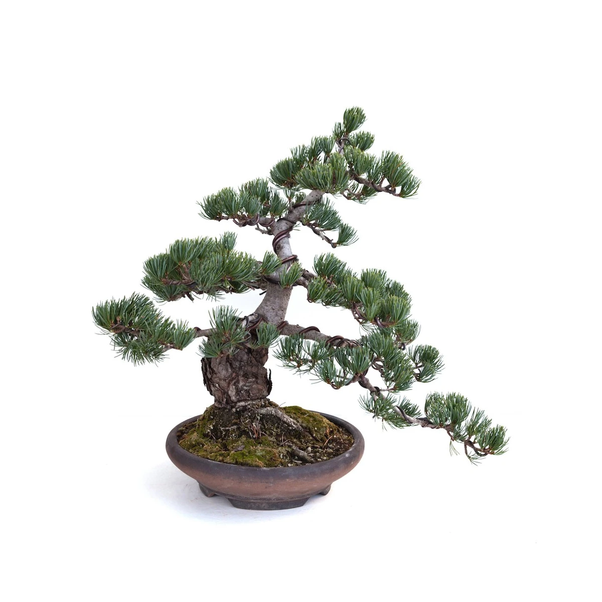 Achat Bonsai Pinus Pentaphylla, Pin blanc du Japon 40 cm PP260303MB