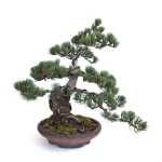 Achat Bonsai Pinus Pentaphylla, Pin blanc du Japon 40 cm PP260303MB