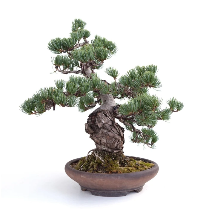 Vente Bonsai Pinus Pentaphylla, Pin blanc du Japon 40 cm PP260303MB