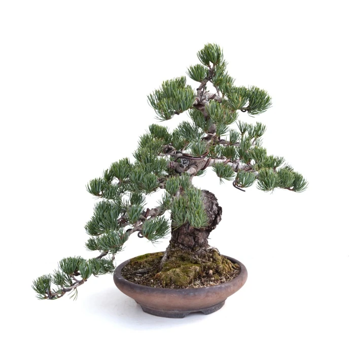 Vente en ligne Bonsai Pinus Pentaphylla, Pin blanc du Japon 40 cm PP260303MB