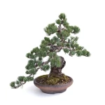 Vente en ligne Bonsai Pinus Pentaphylla, Pin blanc du Japon 40 cm PP260303MB