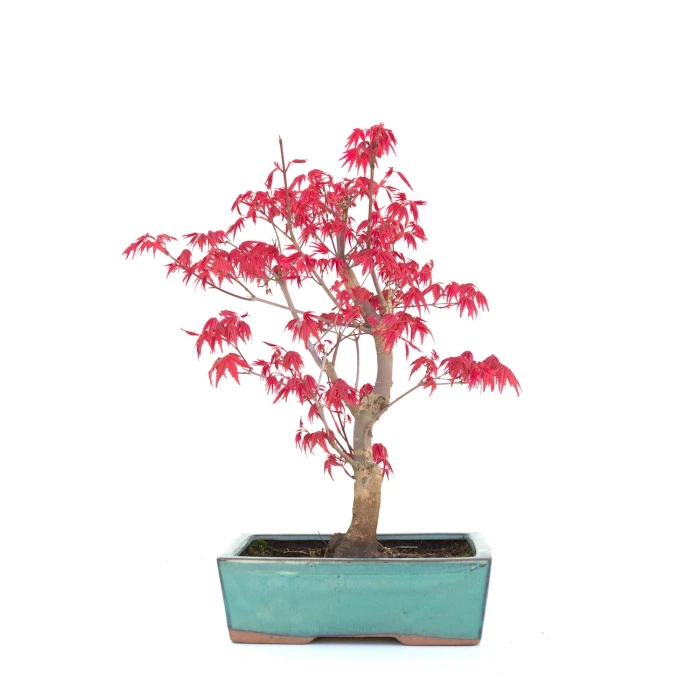 Vente de Bonsai Acer Palmatum Deshojo 34 cm APD260303MB