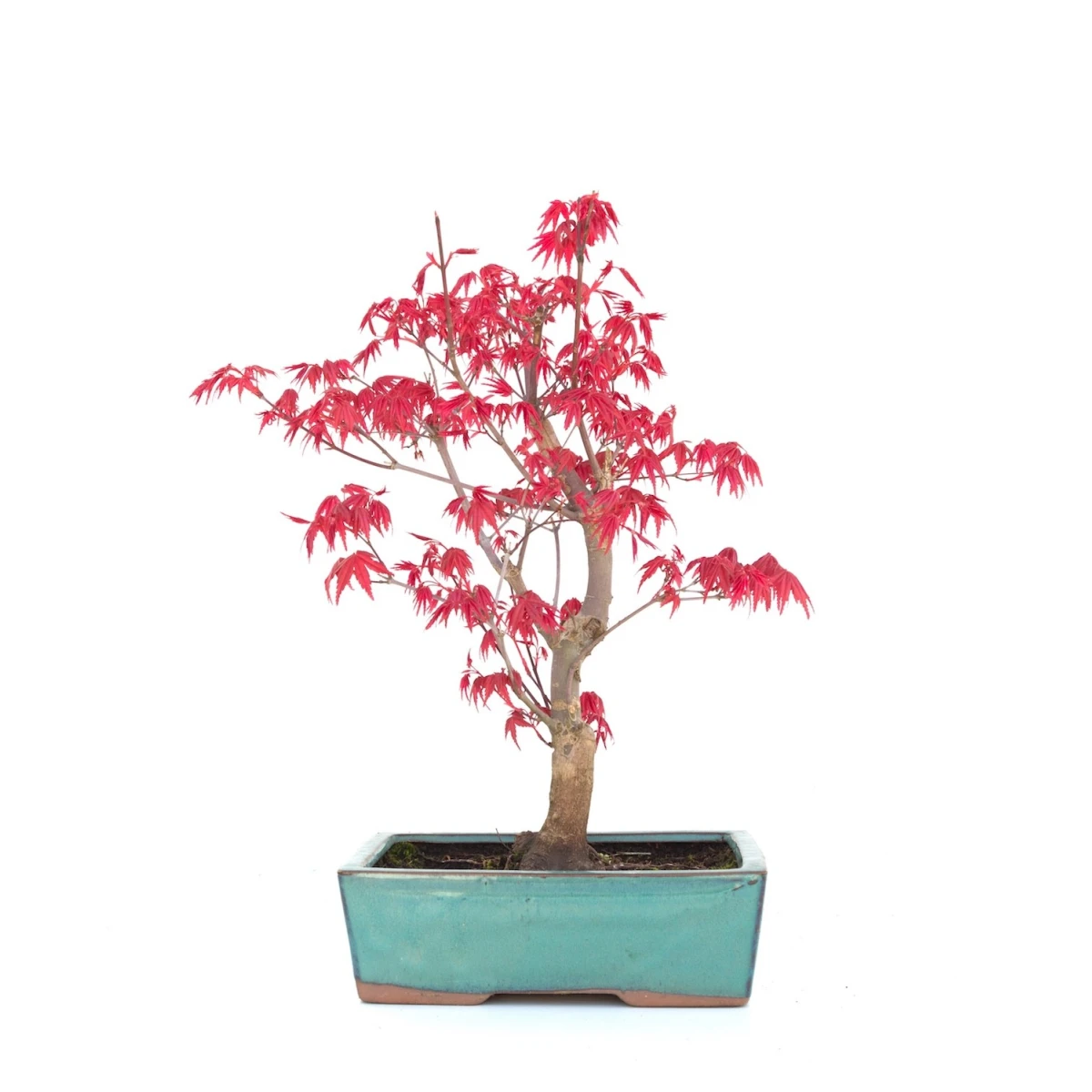 Vente de Bonsai Acer Palmatum Deshojo 34 cm APD260303MB
