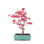 Vente de Bonsai Acer Palmatum Deshojo 34 cm APD260303MB