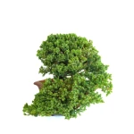 Bonsai Juniperus Procumbens Cascade 38 cm | Sankaly Bonsai