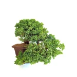 Bonsai Juniperus Procumbens Cascade 38 cm | Sankaly Bonsai