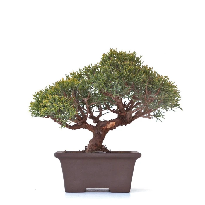 Vente Bonsaï Juniperus Chinensis Shohin de 24 cm originaire du Japon, âgé d’environ 18 à 20 ans JC260301MB