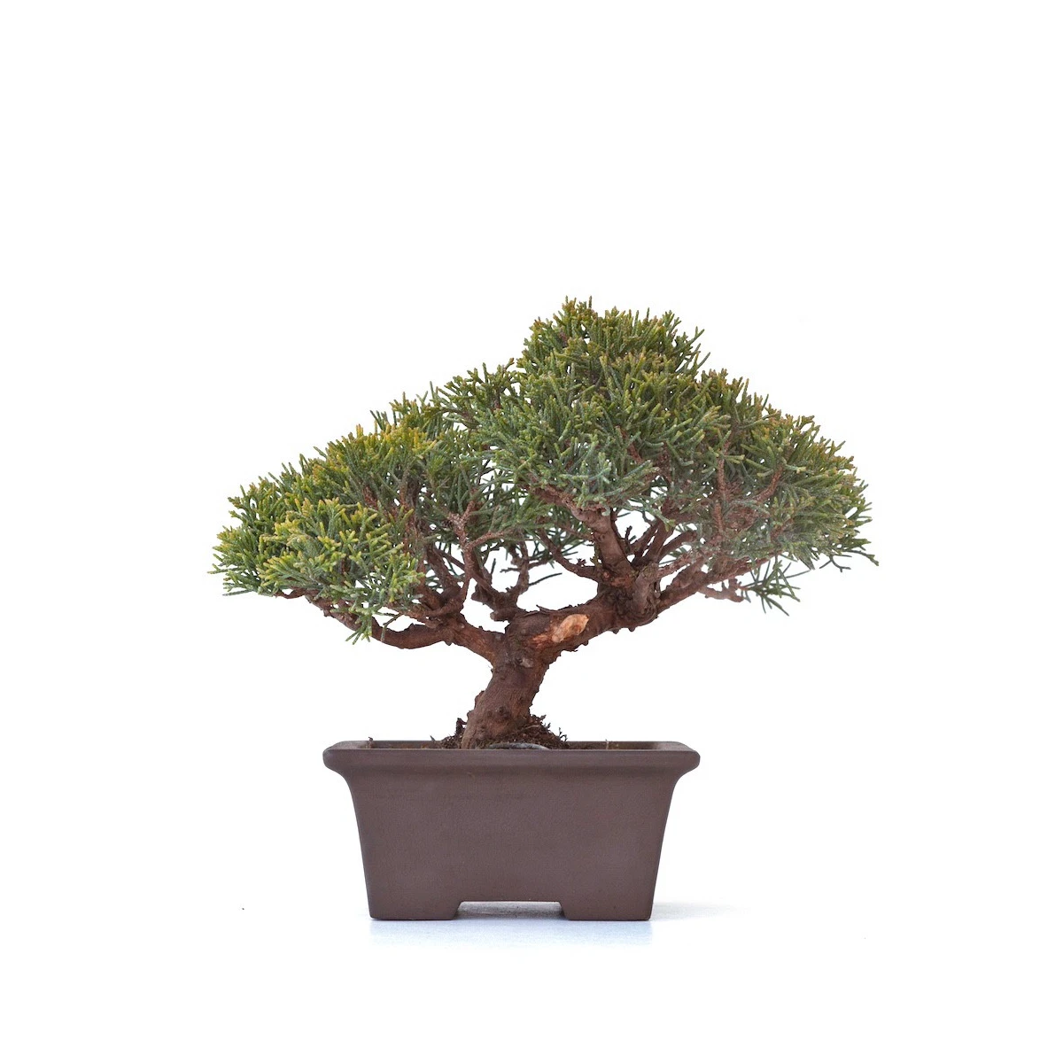 Vente Bonsaï Juniperus Chinensis Shohin de 24 cm originaire du Japon, âgé d’environ 18 à 20 ans JC260301MB