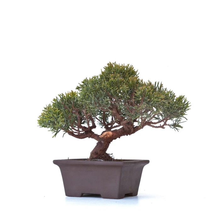 Acheter Bonsaï Juniperus Chinensis Shohin de 24 cm originaire du Japon, âgé d’environ 18 à 20 ans JC260301MB