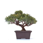 Achat Bonsaï Juniperus Chinensis Shohin de 24 cm originaire du Japon, âgé d’environ 18 à 20 ans JC260301MB