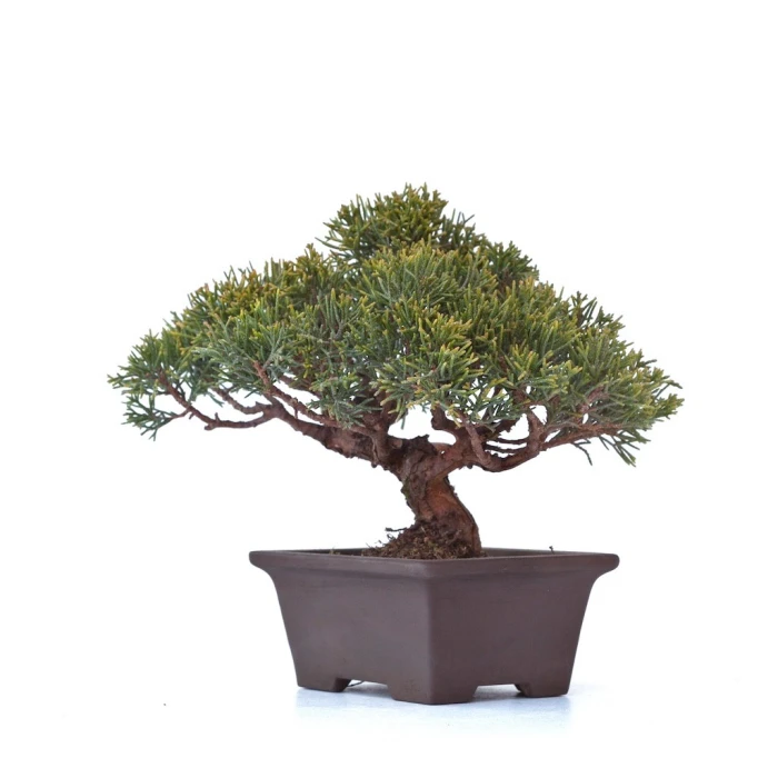Boutique en ligne Bonsaï Juniperus Chinensis Shohin de 24 cm originaire du Japon, âgé d’environ 18 à 20 ans JC260301MB