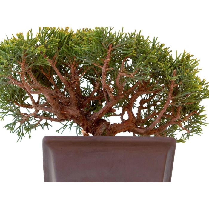 Sankaly Bonsaï Juniperus Chinensis Shohin de 24 cm originaire du Japon, âgé d’environ 18 à 20 ans JC260301MB