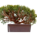 Sankaly Bonsaï Juniperus Chinensis Shohin de 24 cm originaire du Japon, âgé d’environ 18 à 20 ans JC260301MB