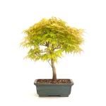 Achat Bonsai Acer Palmatum 36 cm AP260301MB