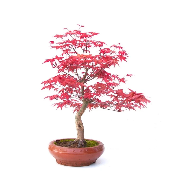 Acheter Bonsai Acer Palmatum Deshojo 40 cm APD260305MB
