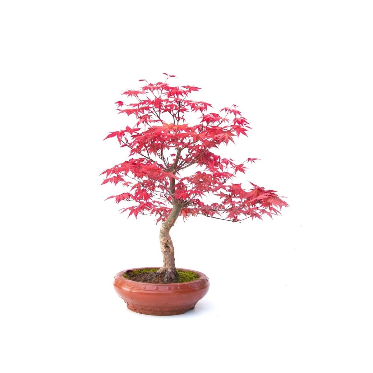 Acheter Bonsai Acer Palmatum Deshojo 40 cm APD260305MB