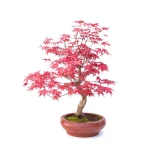 Vente de Bonsai Acer Palmatum Deshojo 40 cm APD260305MB