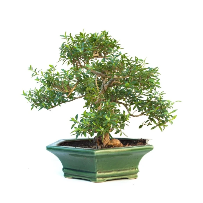 Vente de Bonsai Serissa Indonesien 35 cm SERIND260301MB