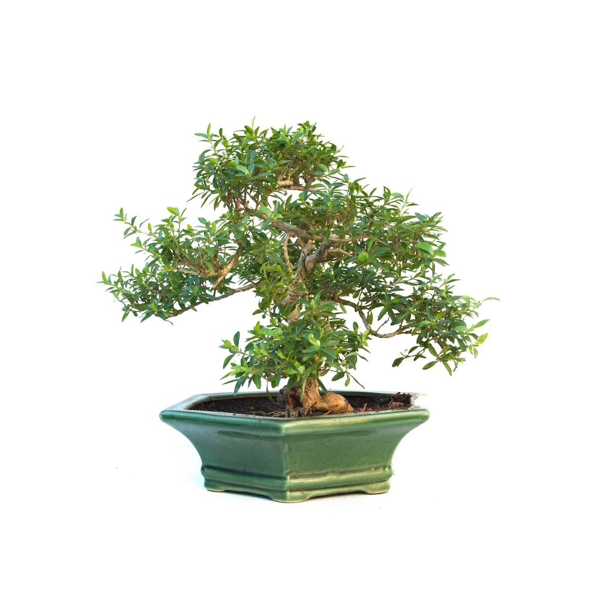 Vente de Bonsai Serissa Indonesien 35 cm SERIND260301MB