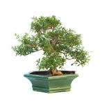 Vente de Bonsai Serissa Indonesien 35 cm SERIND260301MB