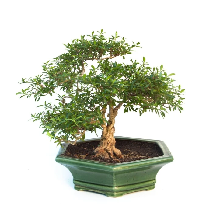 Acheter Bonsai Serissa Indonesien 35 cm SERIND260301MB