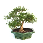 Acheter Bonsai Serissa Indonesien 35 cm SERIND260301MB