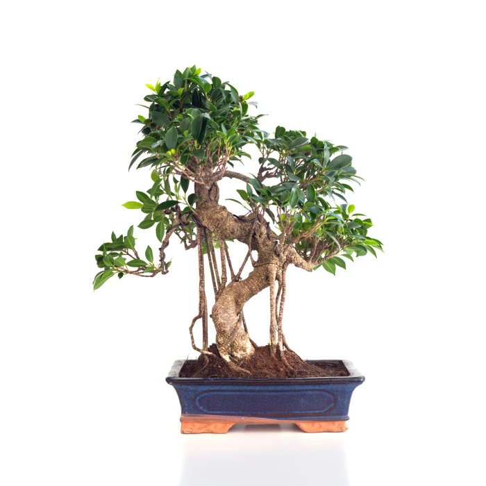 Achat Bonsai Ficus Retusa 55 cm Sankaly Bonsai