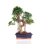 Achat Bonsai Ficus Retusa 55 cm Sankaly Bonsai