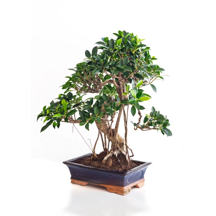 Acheter Bonsai Ficus Retusa 55 cm Sankaly Bonsai