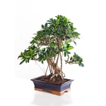 Acheter Bonsai Ficus Retusa 55 cm Sankaly Bonsai