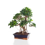 Vente de Bonsai Ficus Retusa 55 cm Sankaly Bonsai