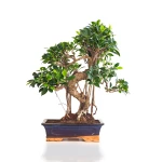 Achat Bonsai en ligne Ficus Retusa 55 cm Sankaly Bonsai
