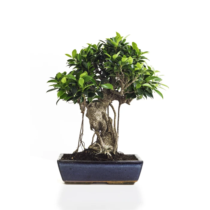 Vente de Bonsai Ficus Retusa 50 cm Sankaly Bonsai