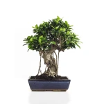 Vente de Bonsai Ficus Retusa 50 cm Sankaly Bonsai