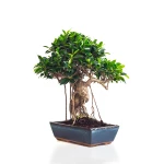 Achat Bonsai Ficus Retusa 50 cm Sankaly Bonsai
