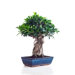 Acheter Bonsai Ficus Retusa 50 cm Sankaly Bonsai