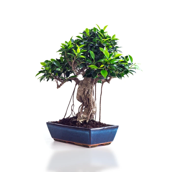 Boutique Bonsai Ficus Retusa 50 cm Sankaly Bonsai