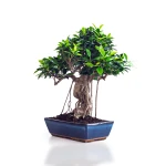 Boutique Bonsai Ficus Retusa 50 cm Sankaly Bonsai