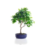 Vente de Bonsai Prunier de Java 48 cm Sankaly Bonsai