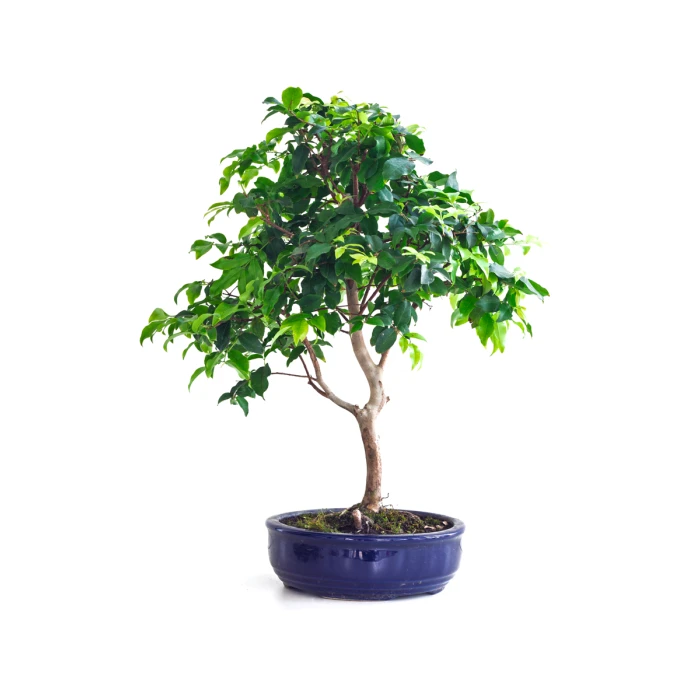 Acheter Bonsai Prunier de Java 48 cm Sankaly Bonsai