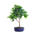 Acheter Bonsai Prunier de Java 48 cm Sankaly Bonsai