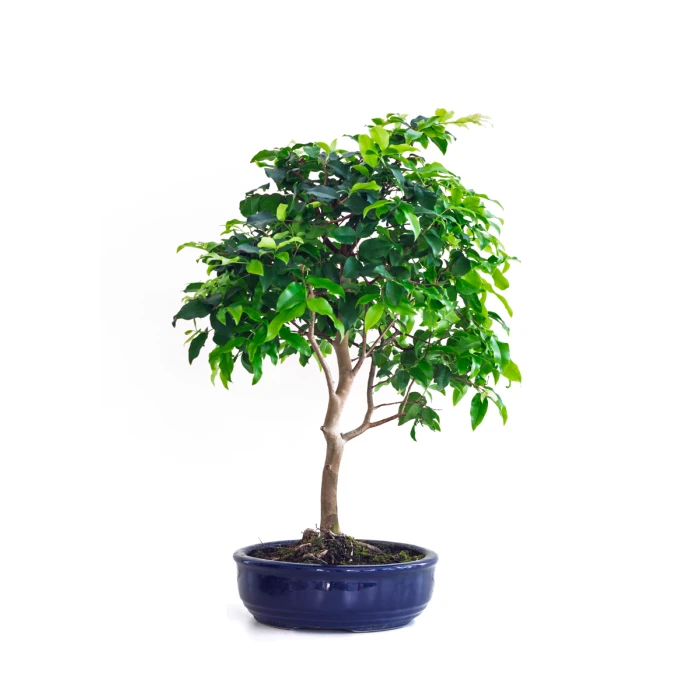 Boutique Bonsai Prunier de Java 48 cm Sankaly Bonsai