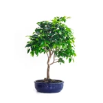 Boutique Bonsai Prunier de Java 48 cm Sankaly Bonsai