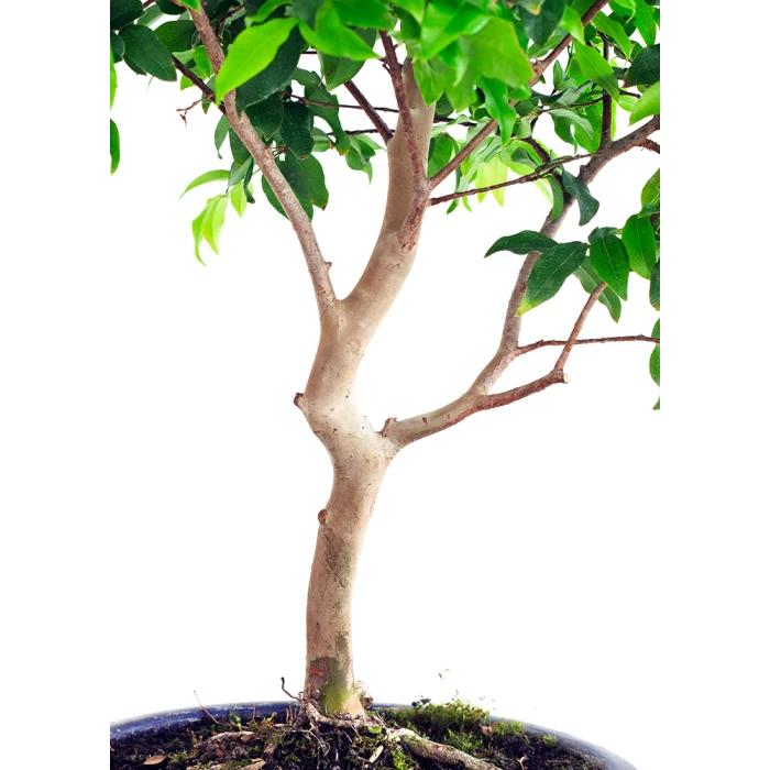 Achat Bonsai en ligne Bonsai Prunier de Java 48 cm Sankaly Bonsai