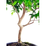 Achat Bonsai en ligne Bonsai Prunier de Java 48 cm Sankaly Bonsai