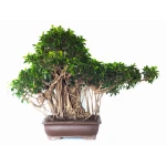 Vente de Bonsai Ficus Retusa de collection, exemplaire de 96 cm de hauteur, Sankaly Bonsai