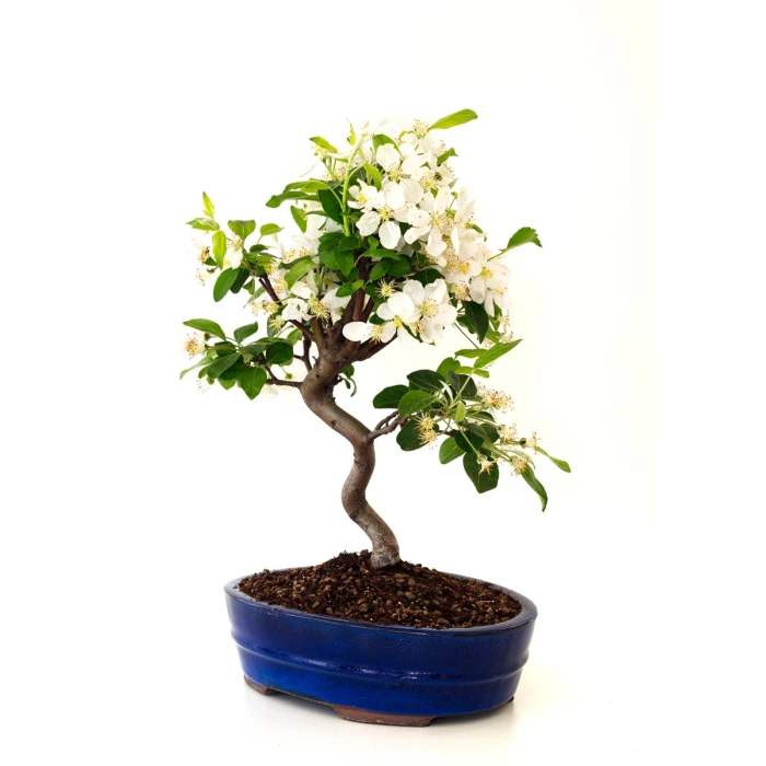 Vente de Bonsai Malus Pommier Sankaly Bonsai