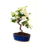 Vente de Bonsai Malus Pommier Sankaly Bonsai
