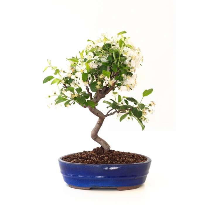 Acheter Bonsai Malus Pommier Sankaly Bonsai